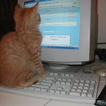 cat on keyboard