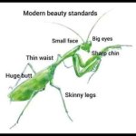 Mantis beauty