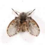Drain fly meme