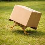 Running chicken crate