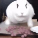 Silly bunny GIF Template
