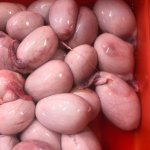Lamb Testicles