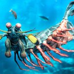 Mantis shrimp