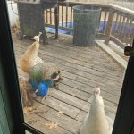 Peacocks | HELLO MA'AM, HAVE YOU HEARD OF OUR LORD AND SAVIOR PEASUS CHRIST? | image tagged in peacocks | made w/ Imgflip meme maker