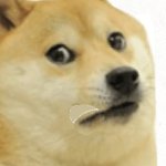 Doge disappointment :(