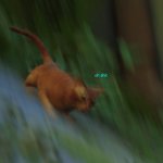 stray cat falls meme