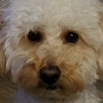 Spot Jameson the Golden Doodle