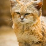 sand cat