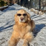 Sunglasses dog