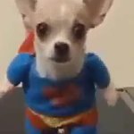 Superman dog on treadmill. meme