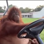 Orangutan Driving a Golfcart