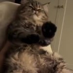 Cat GIF Template