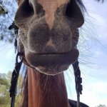Horse staring at camera