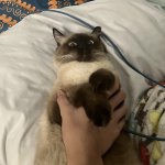 Traumatized Siamese Cat