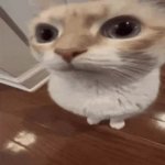 Cat zoom 78 GIF Template