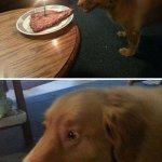 Happy Dog Gets A Steak