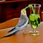 Cockatiel Big Sip