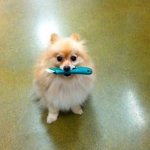 pommeranian dog knife