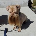 beard dog