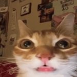 Cat meme