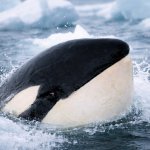 Side eye Orca
