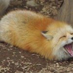 Fox screaming meme