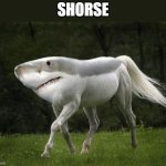 Shark Horse | SHORSE | image tagged in shark horse | made w/ Imgflip meme maker