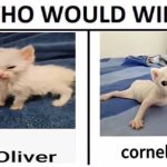 Who would win, round 2 | image tagged in memes,who would win | made w/ Imgflip meme maker