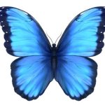 Blue Butterfly