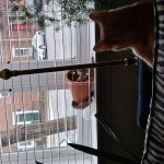 Phineas_"I do what I want!"