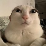 chinese cat judges you