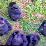 Gorilla Gorchilla Gang