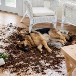 I swear it wasn't me! meme