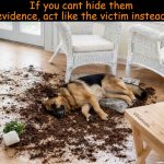 No playin' in the dam house! | If you cant hide them evidence, act like the victim instead; V4Vanessa | image tagged in i swear it wasn't me,dog,doggo,fun,trouble,actor | made w/ Imgflip meme maker