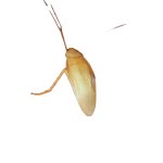 Cockroach