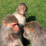 smiling monkey tense situation