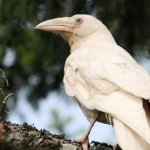 White raven