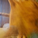 Mango the cat running