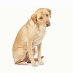 Amazon something went wrong