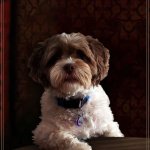 Most Interesting Dog