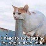 Oversized Soda | I need to stop getting the super sized soda. | image tagged in cat suck,soda,funny memes | made w/ Imgflip meme maker