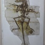 Confused Sinornithosaurus