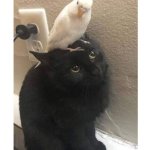 parrot on cat