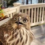 Shocked hawk