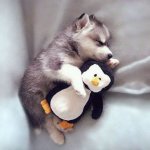 Puppy Cuddling Penguin