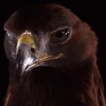 Mad Hawk GIF Template