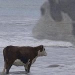 Contemplative Cow in surf