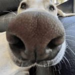 dog face zoomed up close