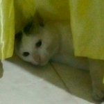 I'm an original cat, yoo