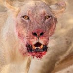 Bloody mouth lioness